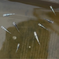 どんどんいきます✨メダカ【レックウザ】稚魚(針子)10匹の画像