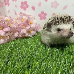 ハリネズミ🦔￥10,000✨️