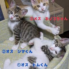 子猫3匹組🍀2ヶ月