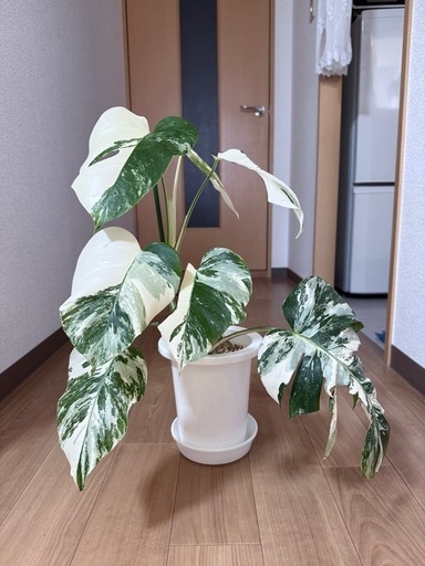 「希少」ホワイトタイガー　ボルシギアナモンステラ　　白勝ち　ハーフムーン株分可能