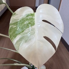 「希少」ホワイトタイガー　ボルシギアナモンステラ　　白勝ち　ハーフムーン株分可能の画像