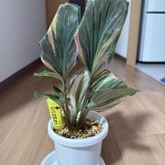 「大株」ケンフェリア　ガランガ　オレンジ　ピンク　バリエガタ 花が咲く！の画像