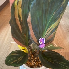 「大株」ケンフェリア　ガランガ　オレンジ　ピンク　バリエガタ 花が咲く！の画像