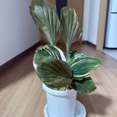 「大株」ケンフェリア　ガランガ　オレンジ　ピンク　バリエガタ 花が咲く！の画像