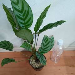 観葉植物　カラテア　高さ50ｃｍの画像