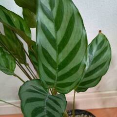 観葉植物　カラテア　高さ50ｃｍの画像
