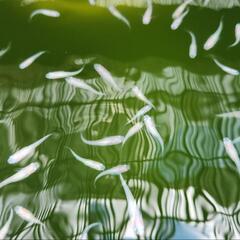 メダカ(白)¥500/10匹の画像