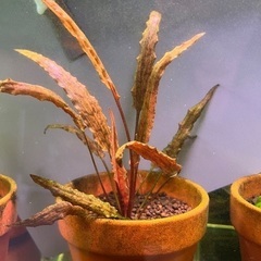 水草3種　オパクス　クリプト　ポゴステモンの画像