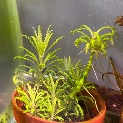 水草3種　オパクス　クリプト　ポゴステモンの画像