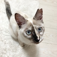 ルパン　メス　9月生まれ
