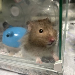 【ハムスター】セーブルバンデット里親募集★【ゲージ付】