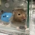 ランキングキーワードに紐づく投稿画像-ハムスター