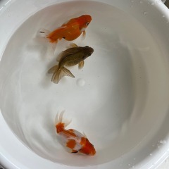 金魚 ピンポンパール 3尾セット①の画像