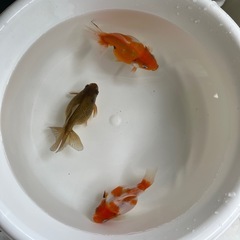 金魚 ピンポンパール 3尾セット①の画像