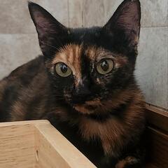 温和なサビ猫アンモちゃん