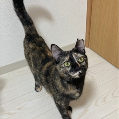 人懐っこい　みね　メス　1歳