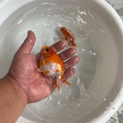 金魚 ピンポンパール 2尾セット②の画像