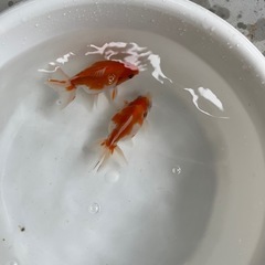 金魚 ピンポンパール 2尾セット②の画像