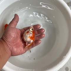 金魚 ピンポンパール 2尾セット②の画像