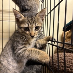 キジトラ2ヶ月の男の子里親募集中 - 猫