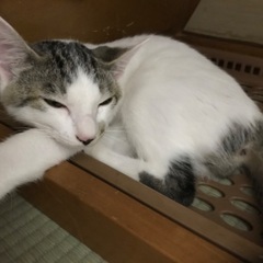 好奇心旺盛のイケメン保護猫くん①