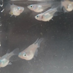 《メダカ》しずくダルマ体型　若魚8匹の画像