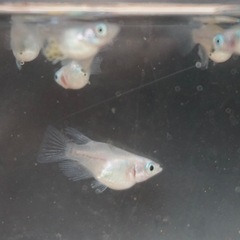 《メダカ》しずくダルマ体型　若魚8匹の画像