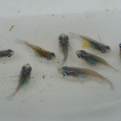《メダカ》しずくダルマ体型　若魚8匹の画像