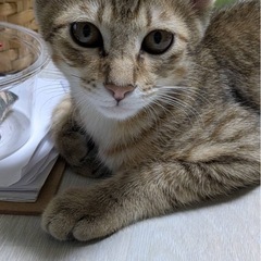 リンくん　4ヶ月の男の子です