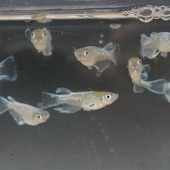 《メダカ》富士薊　若魚10匹の画像
