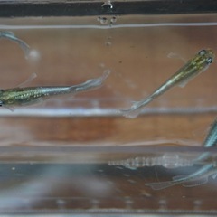 《メダカ》富士薊　若魚10匹の画像
