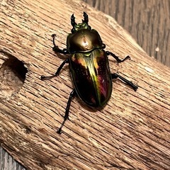 【ペア】ニジイロクワガタの画像
