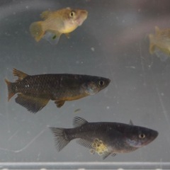 《メダカ》炎舞　若魚5匹の画像
