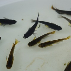 《メダカ》炎舞　若魚5匹の画像