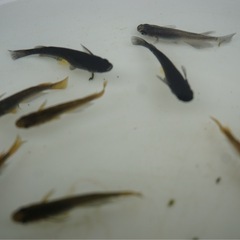 《メダカ》炎舞　若魚5匹の画像