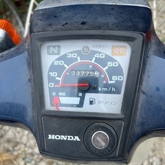 カブの画像