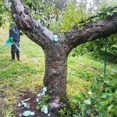 【オオスズメバチ駆除】蜂の巣封じ作業🐝（青森県鶴田町）