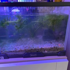 Tetraスリム水槽　フィルター付き
の画像