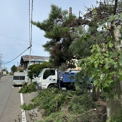 【木造町で松の枝伐採！電線の危険を解消】