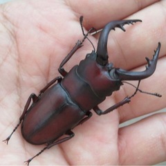 ノコギリクワガタ・写真のような立派な個体たち複数♪川崎区〜販売・大師公園などの画像