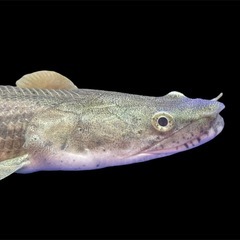 ポリプテルス・コンギクス(ビチャー) コンゴ産の画像