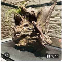流木NO8［値段交渉受付します］の画像