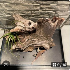 流木NO8［値段交渉受付します］の画像