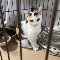 上品な三毛猫ちゃん - 猫
