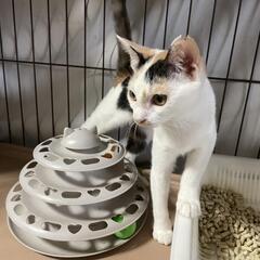 上品な三毛猫ちゃん − 茨城県