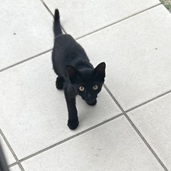 野良猫