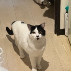 優しいご家族に迎えていただける方を探しています