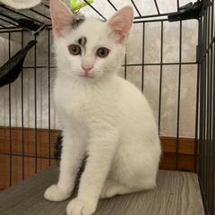 可愛い豆大福くん❤️