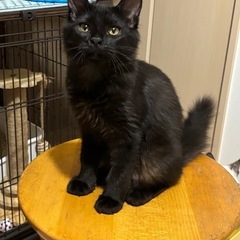 ゴロスリ長毛の黒猫①
