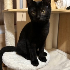 性格良し！黒猫の男の子②